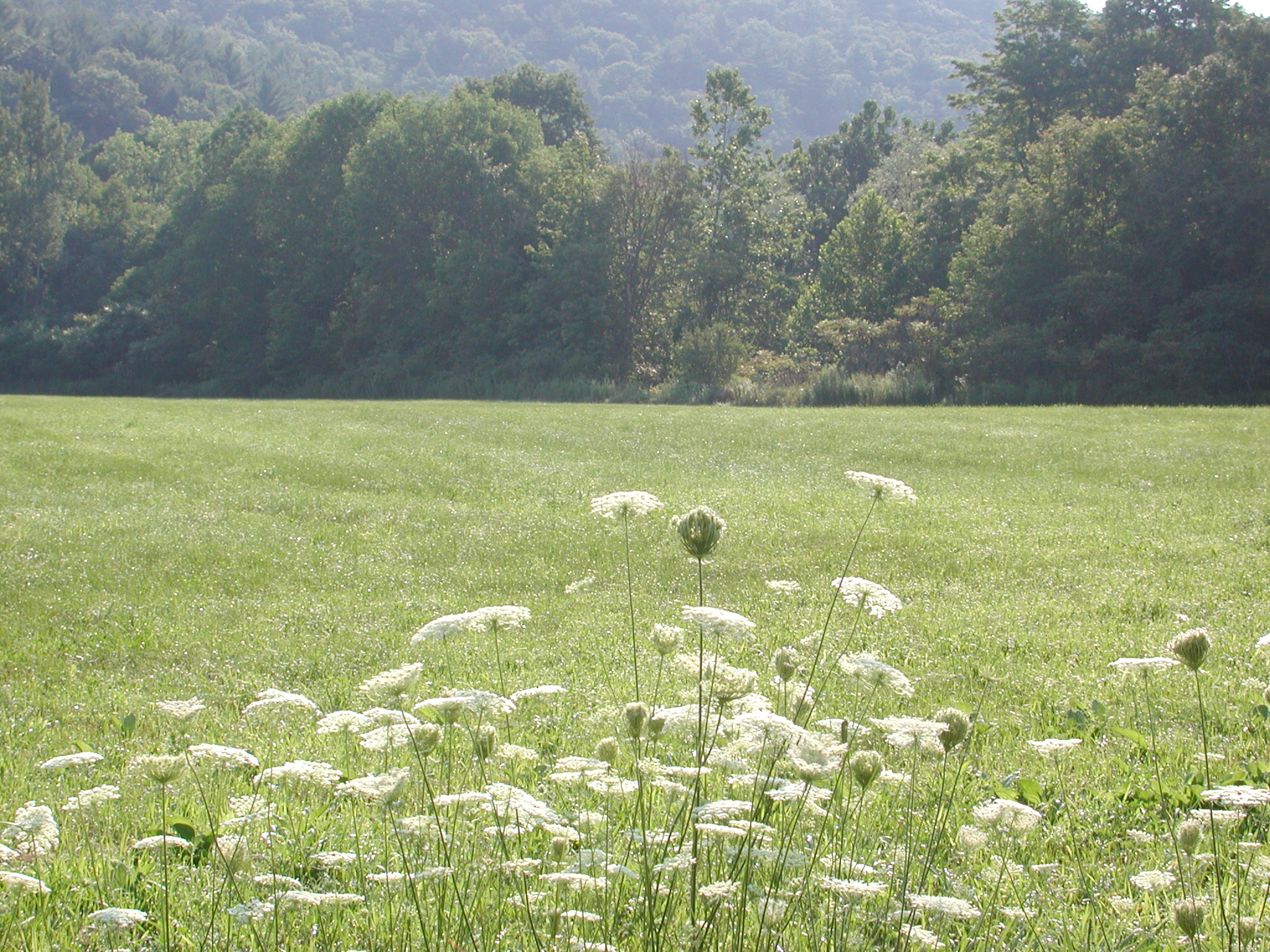 meadow view